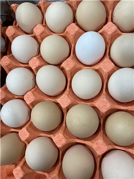 新鲜鸡蛋/个