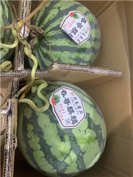 麒麟无籽西瓜/个